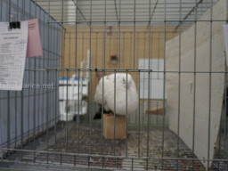 XIV Concurso Exposición de Palomas de Raza en Mula 2024